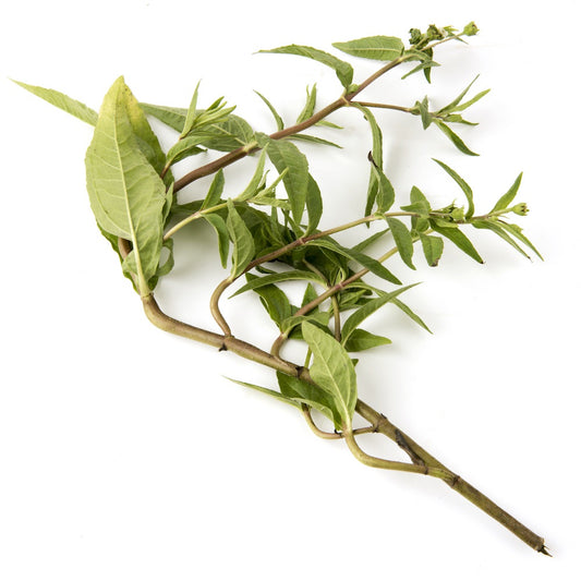 Bhringraj Oil (Eclipta Alba) • DIY Hair Growth & Scalp Treatment for Healthy, Shiny Hair