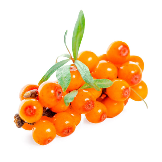 Virgin Organic Seabuckthorn Fruit Oil (Hippophae Rhamnoides)